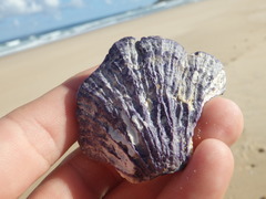 Austrobalanus imperator