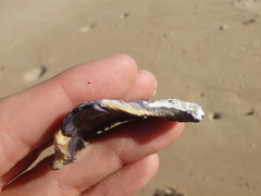 Austrobalanus imperator