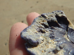 Austrobalanus imperator