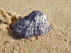 Austrobalanus imperator