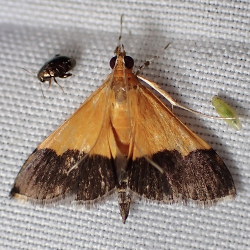 Pyrausta augustalis photo 2