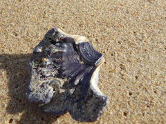 Austrobalanus imperator