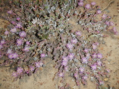 Ruschia approximata