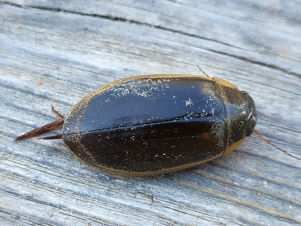 Dytiscus circumcinctus from Chauvin, AB T0B 0V0, Canada on August 14