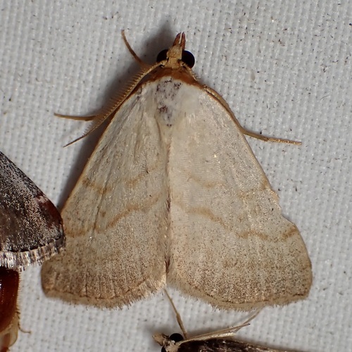 Oxycilla tripla photo 5