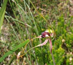 Caladenia dilatata