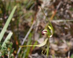 Caladenia dilatata