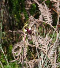 Caladenia dilatata