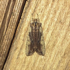 Lithophane patefacta