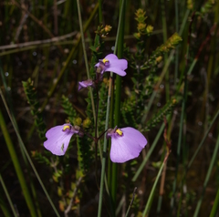 Utricularia barkeri