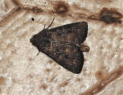 Condica illecta