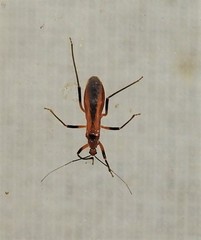 Micropolytoxus hackeri