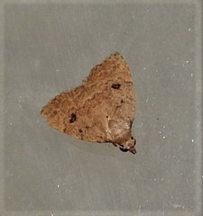 Tolpiodes oligolasia