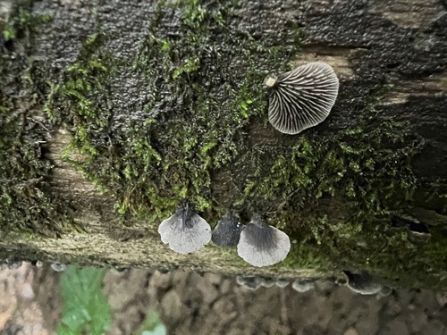 Resupinatus