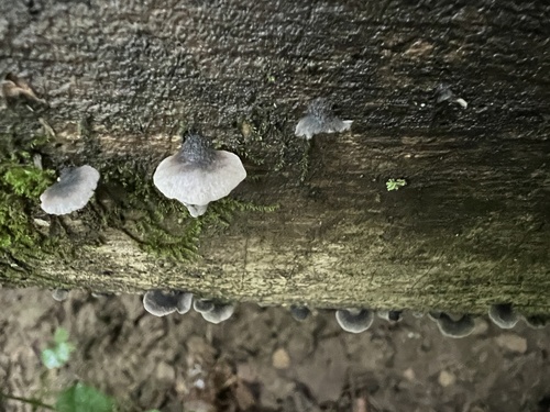 Resupinatus (Photo 2 of 4)