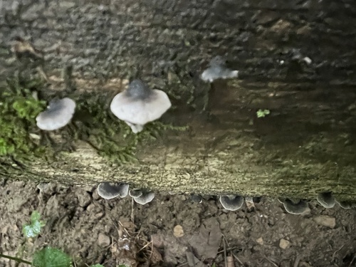 Resupinatus (Photo 3 of 4)