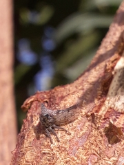 Oxyrhachis