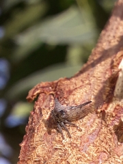 Oxyrhachis
