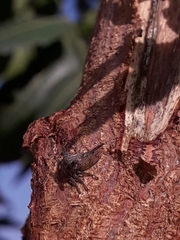 Oxyrhachis