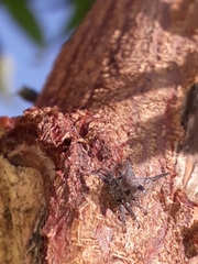 Oxyrhachis