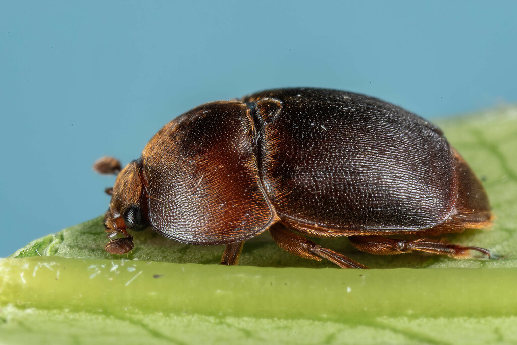 Sap-feeding Beetles