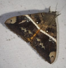 Oxyodes tricolor