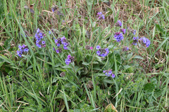 Pulmonaria longifolia