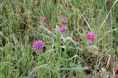 Pulmonaria longifolia