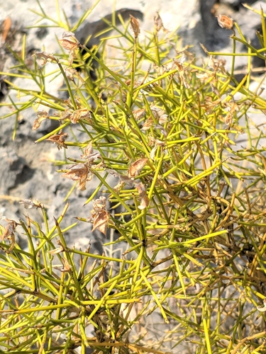 Image of Genista acanthoclada by (c) Denys Vynokurov, some rights reserved (CC BY)
