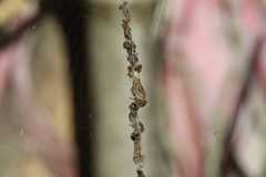 Cyclosa confusa
