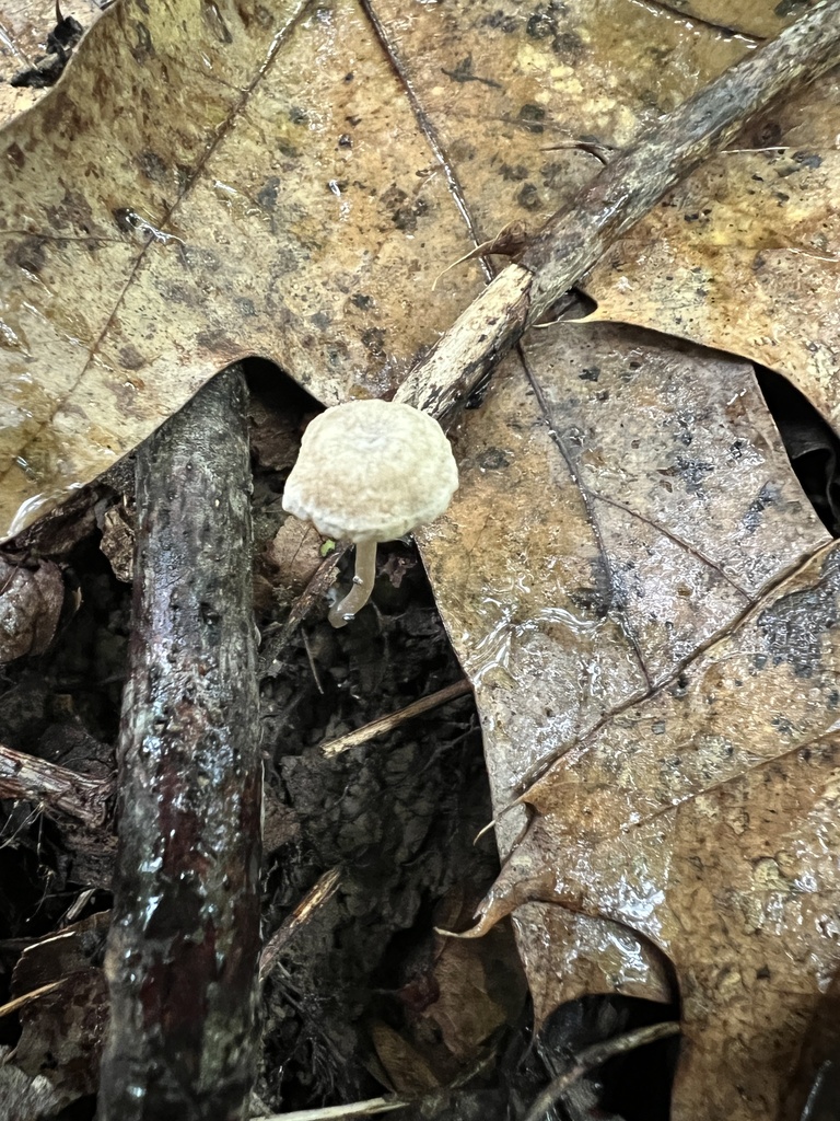 Clitopilus sp. 'IN08'