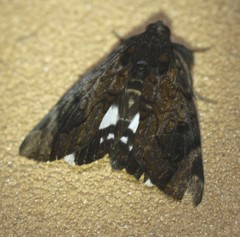 Catephia linteola