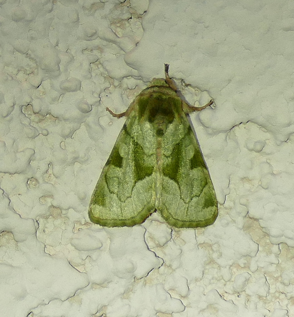 Green Oslaria