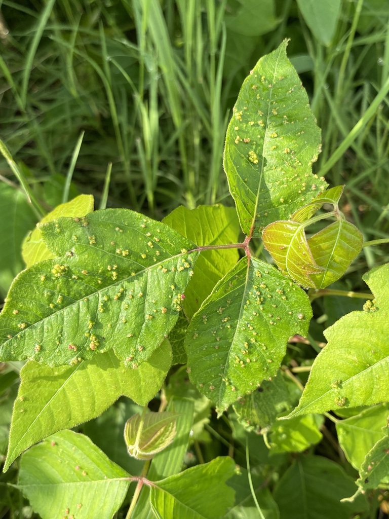 Poison Ivy Leaf Mite in August 2023 by jim · iNaturalist