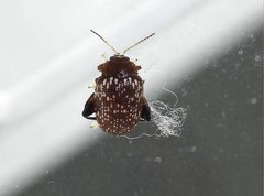 Asiophrida scaphoides