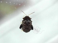 Asiophrida scaphoides