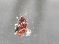 Asiophrida scaphoides