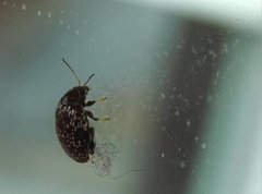 Asiophrida scaphoides