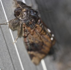 Catephia linteola