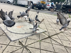 Columba livia domestica