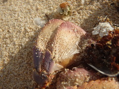 Sagmariasus verreauxi