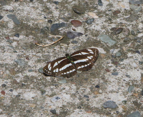 Common Glider