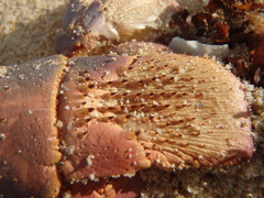 Sagmariasus verreauxi