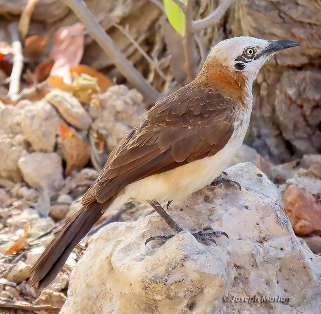 Bare-cheeked Babbler photo