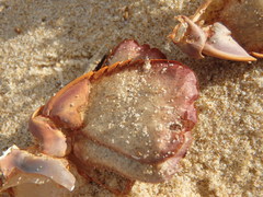 Sagmariasus verreauxi
