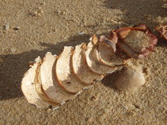 Sagmariasus verreauxi