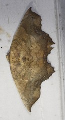 Polyacme dissimilis