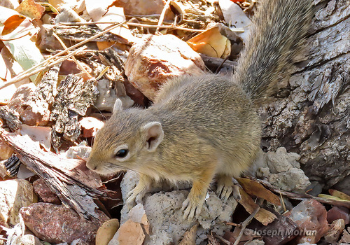 Smith's Bush Squirrel