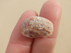 Bostrycapulus pritzkeri