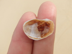 Bostrycapulus pritzkeri